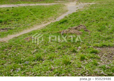 trampled trails on green grass in a city Park, intersection of paths, little Starling walks along the road 95029486