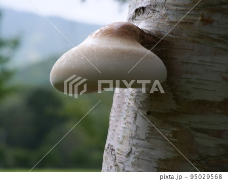 写真 白樺の木に生えたサルノコシカケ科のカンバタケのキノコの写真
