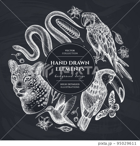 Tropical animals circle design. Hand drawn leopard, snake, hummingbird, toucan, scarlet macaw, african giant swallowtail, strelitzia, orchid, phalaenopsis. 95029611