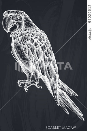Tropical animals hand drawn vector illustrations collection. Chalk scarlet macaw. Tropical animals hand drawn vector illustrations collection. Chalk scarlet macaw. 95029612