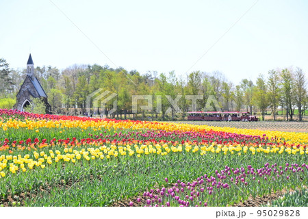 チューリップ畑と赤い屋根のチューリップ 95029828