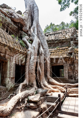 The roots of the trees sprouted into the ruins of temple Ta Prom Angkor Wat in Siem Reap, Cambodia. 95029836