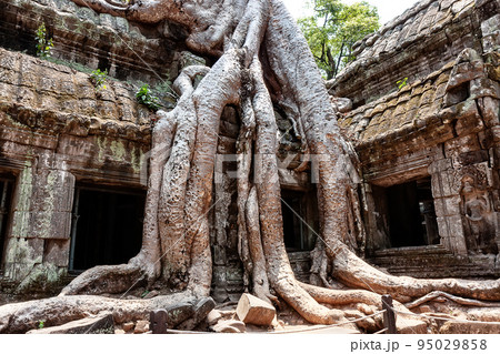 The roots of the trees sprouted into the ruins of temple Ta Prom Angkor Wat in Siem Reap, Cambodia. 95029858