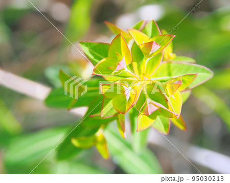 タカトウダイの花・在来種 95030213