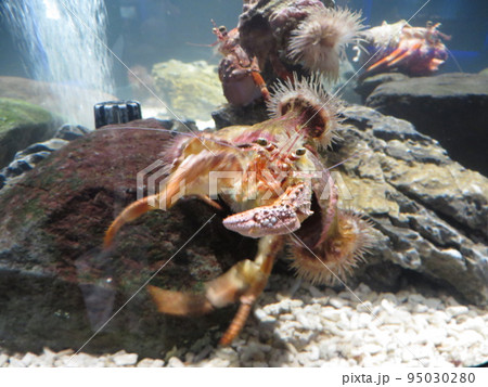 かわいいヤドカリ♪ かわいいヤドカリ♪ 95030280