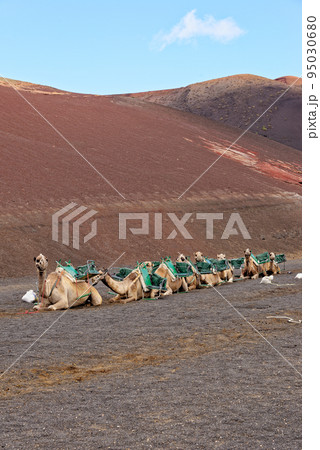 Riding camels in National Park of Timanfaya - Lanzarote Spain Riding camels in National Park of Timanfaya - Lanzarote Spain 95030680