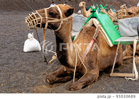 Closeup of camel - National Park of Timanfaya - Lanzarote Spain Closeup of camel - National Park of Timanfaya - Lanzarote Spain 95030689
