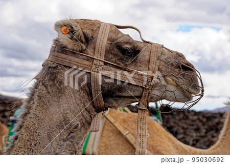 Closeup of camel - National Park of Timanfaya - Lanzarote Spain 95030692