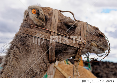 Closeup of camel - National Park of Timanfaya - Lanzarote Spain 95030693