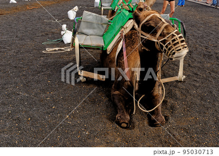 Closeup of camel - National Park of Timanfaya - Lanzarote Spain 95030713