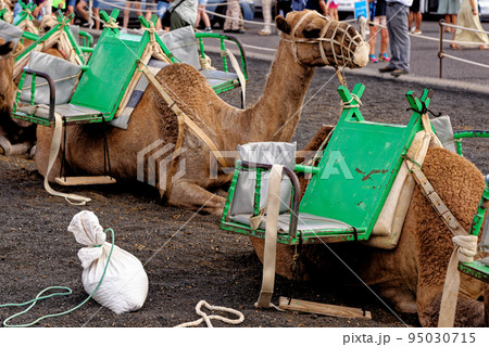 Closeup of camel - National Park of Timanfaya - Lanzarote Spain 95030715
