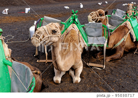 Closeup of camel - National Park of Timanfaya - Lanzarote Spain 95030717