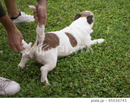 Cleaning the dog's anus 95030745