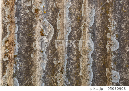 Texture of old asbestos slate covered with lichen and moss. 95030908