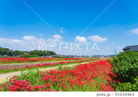 ごんの秋まつり、満開の彼岸花〈愛知県半田市〉 95030963