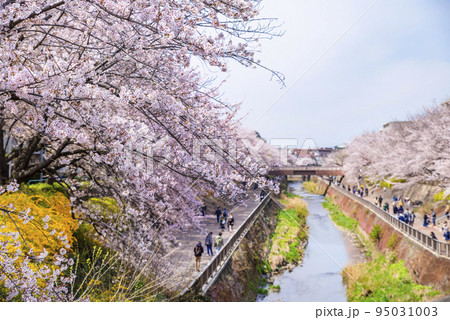 石神井川沿いの満開の桜並木 石神井川沿いの満開の桜並木 95031003