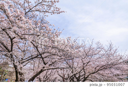 石神井川沿いの満開の桜並木 95031007