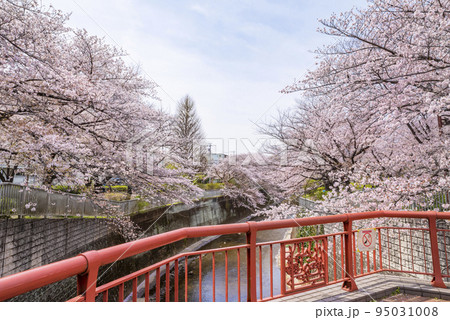 石神井川沿いの満開の桜並木 石神井川沿いの満開の桜並木 95031008