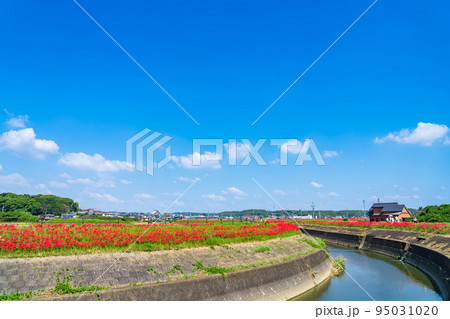 ごんの秋まつり、満開の彼岸花〈愛知県半田市〉 ごんの秋まつり、満開の彼岸花〈愛知県半田市〉 95031020