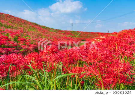 ごんの秋まつり、満開の彼岸花〈愛知県半田市〉 95031024