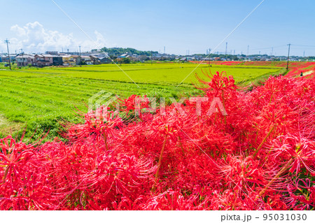 ごんの秋まつり、満開の彼岸花〈愛知県半田市〉 95031030