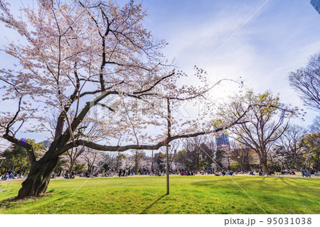 桜咲く新宿中央公園の風景 95031038