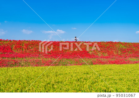 ごんの秋まつり、満開の彼岸花〈愛知県半田市〉 95031067
