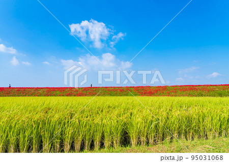 ごんの秋まつり、満開の彼岸花〈愛知県半田市〉 ごんの秋まつり、満開の彼岸花〈愛知県半田市〉 95031068