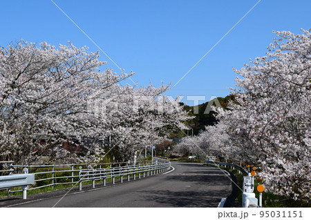 国道沿いの桜 国道沿いの桜 95031151