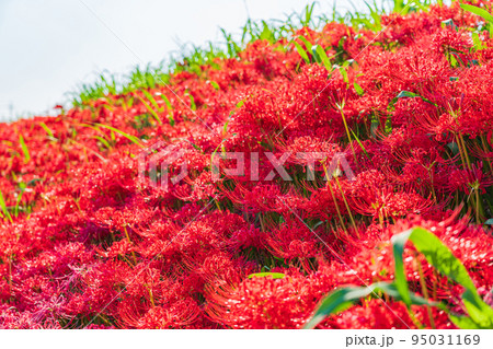 ごんの秋まつり、満開の彼岸花〈愛知県半田市〉 95031169