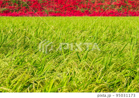 ごんの秋まつり、満開の彼岸花〈愛知県半田市〉 ごんの秋まつり、満開の彼岸花〈愛知県半田市〉 95031173