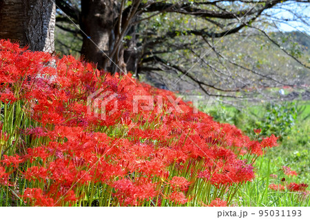 曼珠沙華 95031193