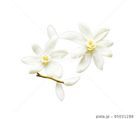 Vanilla flowers isolated on white background Vanilla flowers isolated on white background 95031288