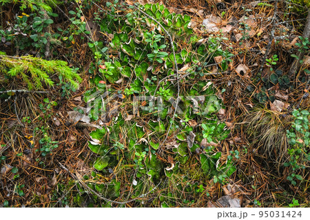 peltigera aphthosa growing in the forest 95031424