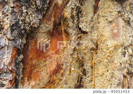 Wood resin coming out of wood. Tree sap coming out 95031433