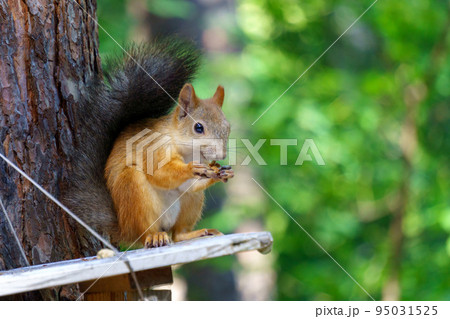 Squirrel is sitting on a tree. Animal, wild, cute, rodent, nature, forest blurred background curiosity. Copy space 95031525