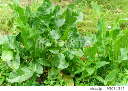 Leaves of horseradish Latin Armoracia rusticana, a perennial vegetable growing. Selective focus Leaves of horseradish Latin Armoracia rusticana, a perennial vegetable growing. Selective focus 95031545