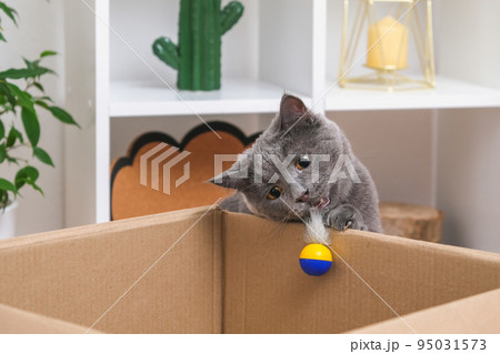 A grey cat is playing in a cardboard box. A gray 95031573
