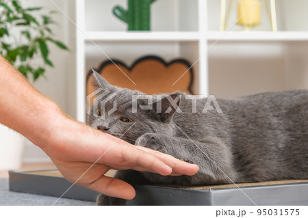 A grey cat is playing with a man's hand. The cat 95031575