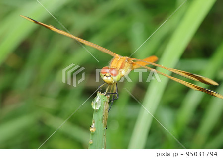 ミヤマアカネ 95031794