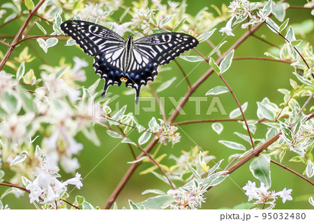 公園のアゲハチョウ 95032480