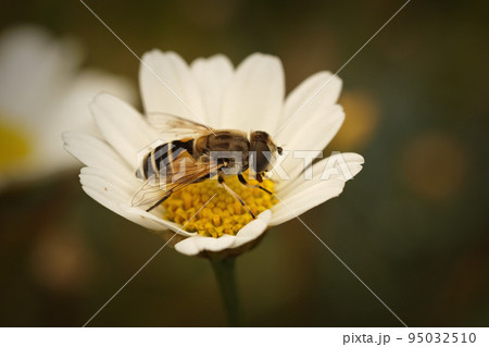 Closeup on a European drone fly, Eristalis arbustorum, sitting on a green leaf Closeup on a European drone fly, Eristalis arbustorum, sitting on a green leaf 95032510