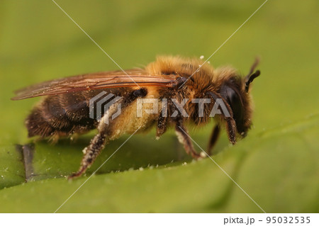 Closeup on a furry brown female chocolate mining bee, Andrena scotica Closeup on a furry brown female chocolate mining bee, Andrena scotica 95032535