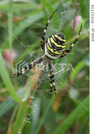 Vertical closeup on a colorful yellow striped Wasp mimicking spider, Argiope bruennichi in it's web Vertical closeup on a colorful yellow striped Wasp mimicking spider, Argiope bruennichi in it's web 95032538