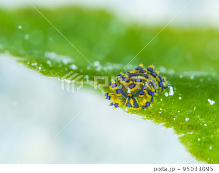 ミナミアオモウミウシ 95033095