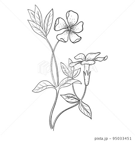 Graphic Illustration of Periwinkle Flower. 95033451