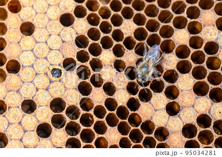 Bee brood on honeycombs. Hatching young bees, pupae, larvae, bee eggs. Bee brood on honeycombs. Hatching young bees, pupae, larvae, bee eggs. 95034281