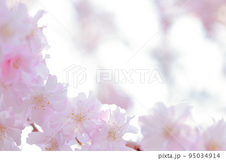 桜のアップ 春のシダレザクラまつり(東谷山フルーツパーク 愛知県 名古屋市 守山区) 桜のアップ 春のシダレザクラまつり(東谷山フルーツパーク 愛知県 名古屋市 守山区) 95034914