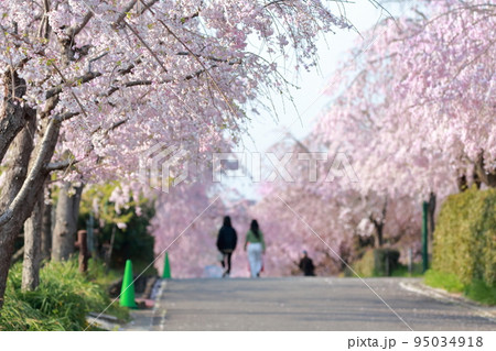 春の並木さくらを楽しむ観光客(東谷山フルーツパーク 愛知県 名古屋市 守山区) 春の並木さくらを楽しむ観光客(東谷山フルーツパーク 愛知県 名古屋市 守山区) 95034918