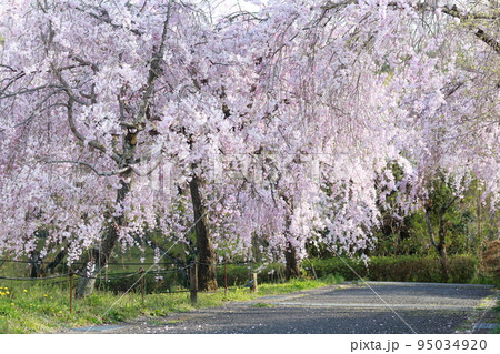 春のシダレザクラまつり(東谷山フルーツパーク 愛知県 名古屋市 守山区) 春のシダレザクラまつり(東谷山フルーツパーク 愛知県 名古屋市 守山区) 95034920